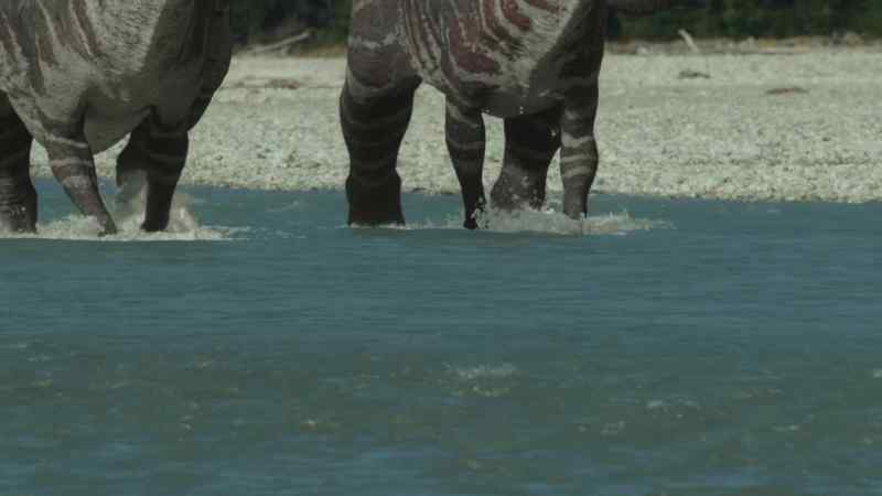 A couple of hadrosaurs wander by