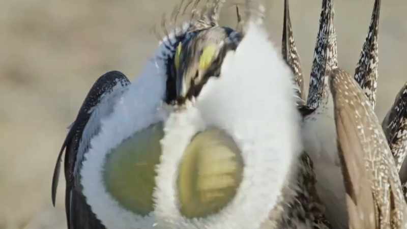 A courting call produced from his air sac