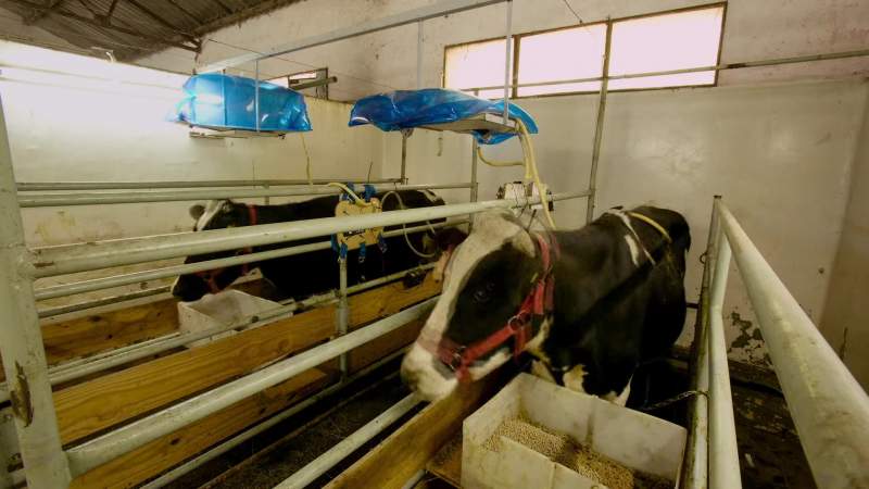 A cow can basically fill up a 55 ga ion garbage bag