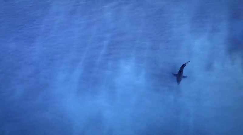 A critical clue lies in another attack on a surfer