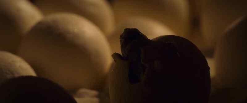 A critical meal… when you're eating for two