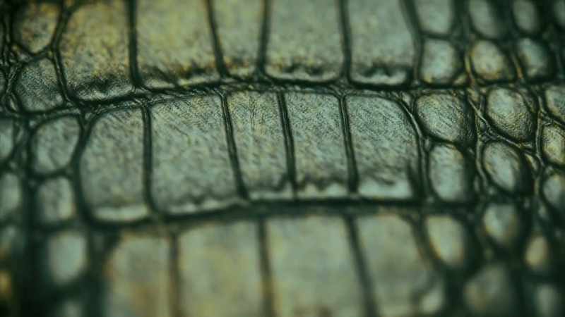 A CROCODILE'S SKIN HAS MORE THAN 9,000