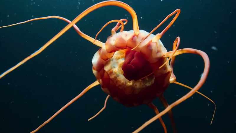 A crown jellyfish drifts with tentacles outstretched