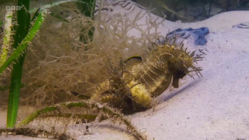 A crucial part of their underwater dance