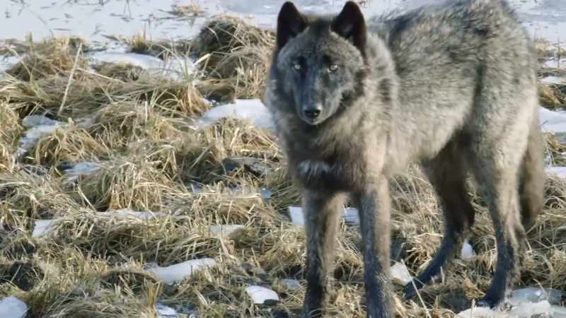 A curious adolescent named blacktail