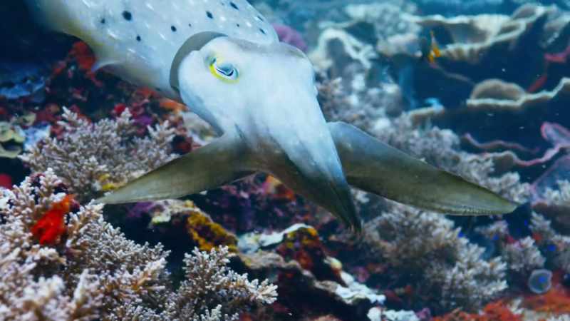 A cuttlefish may be clever