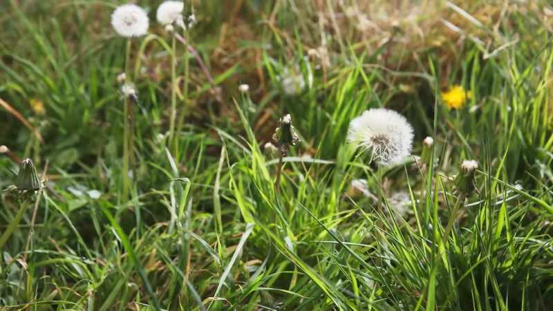 A dandelion clock contains around 200 seeds