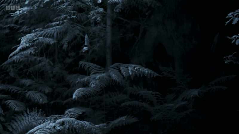 A Daubenton's bat circles in a woodland glade