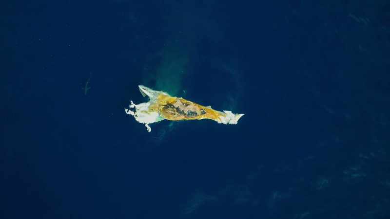 A dead whale, recently struck by a ship