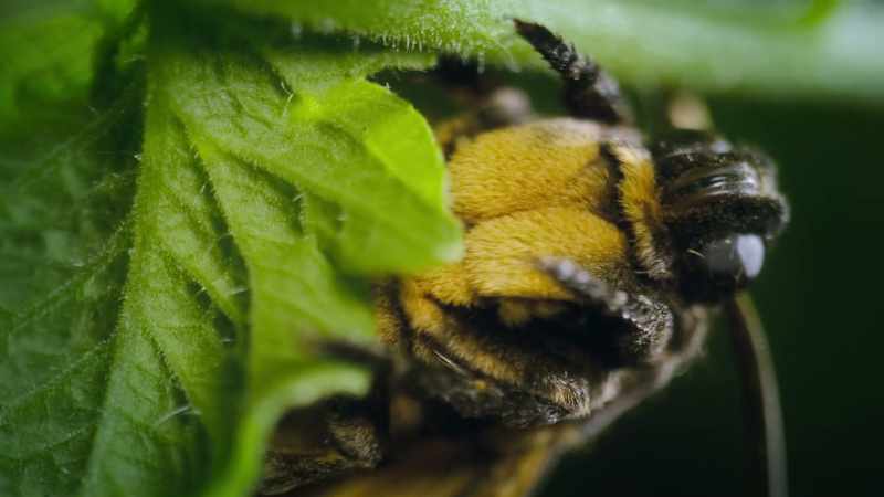A death's-head Hawkmoth's favorite food is nectar