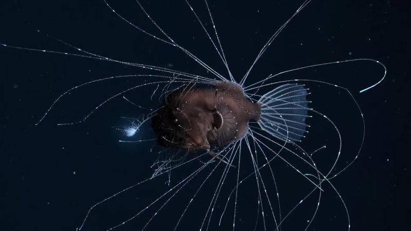 A deep-sea anglerfish