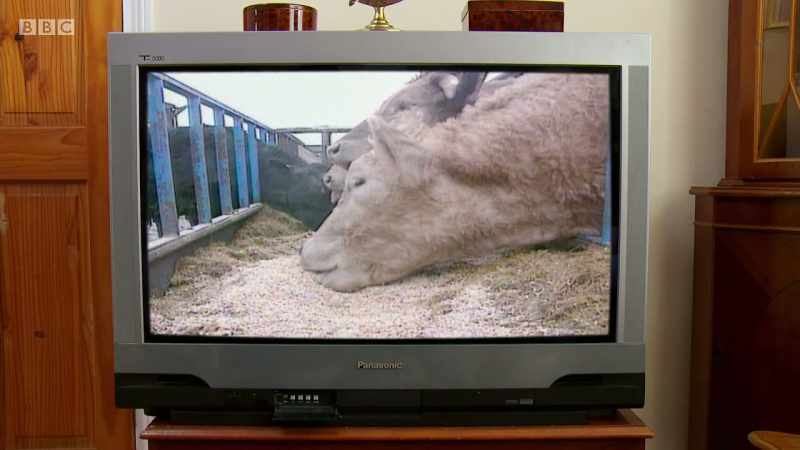A degenerative brain disease found in cows