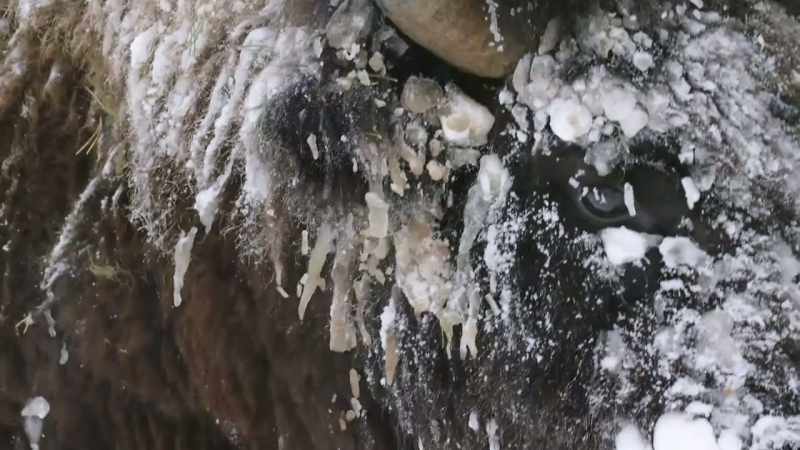 A dense coat and layers of fat