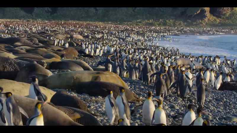 A density of coastal wildlife found nowhere else