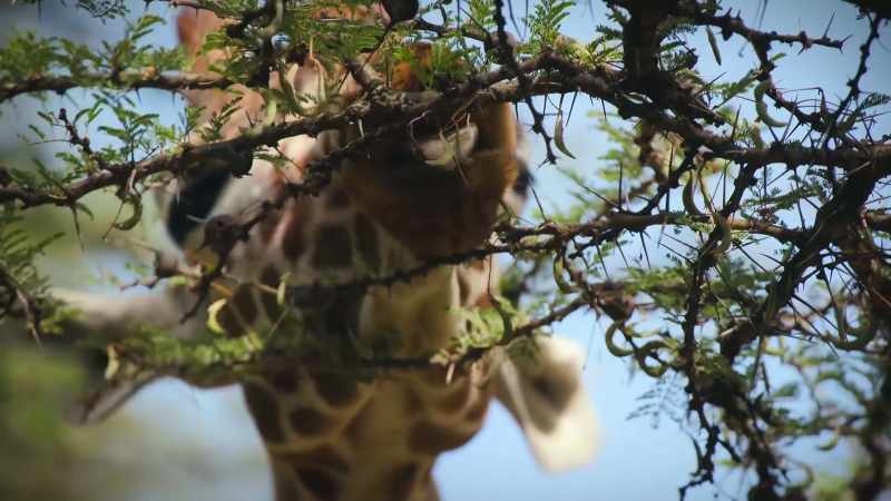 A dexterous 21-inch tongue can pick between the thorns