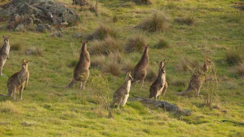 A different group of kangaroos, this time on uneven ground