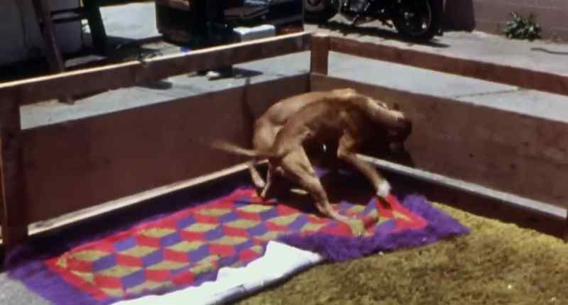 A dog fight can last as long as two hours