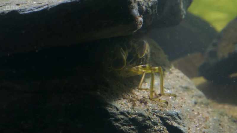 A dragonfly larva is a huge meal