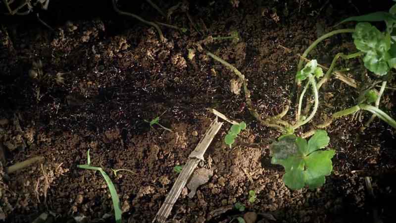 A driver ant colony may contain 50 million individuals