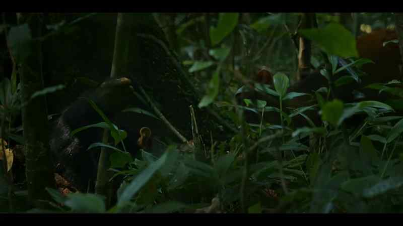 A duiker would normally be afraid of a chimp