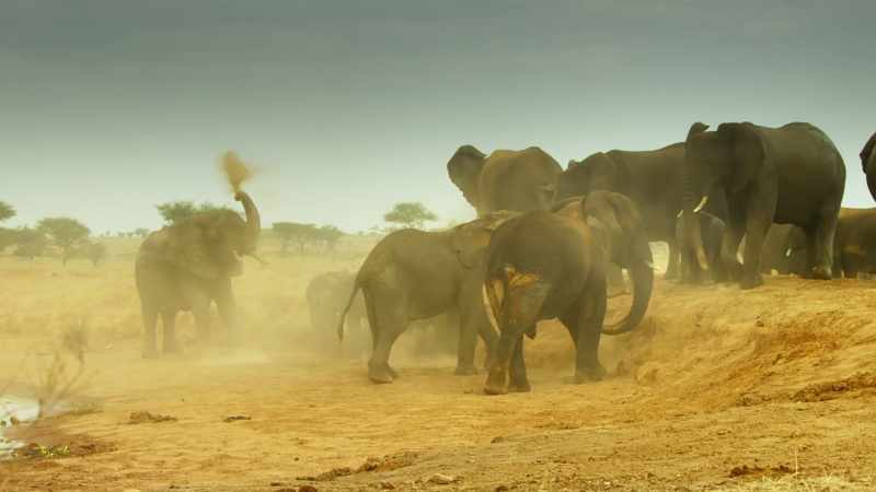 A dust shower will protect them from the sun