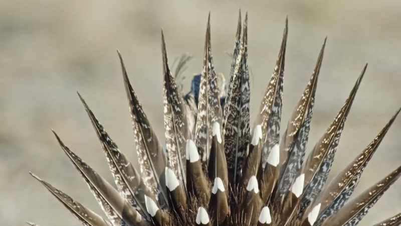 A fancy fan of tail feathers