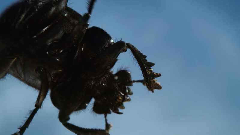 A female dung beetle on the African plains