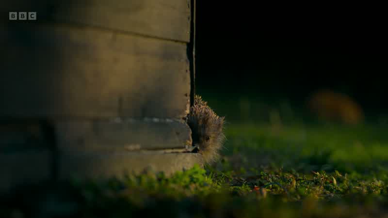 A female hedgehog