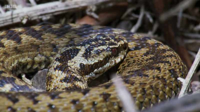 A female, newly emerged from hibernation