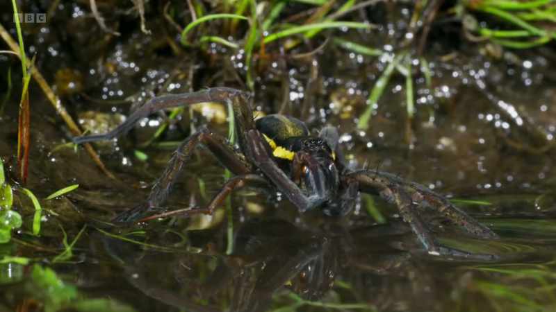 A female raft spider