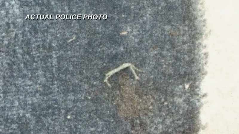 A FINGERNAIL THAT WAS TORN EMBEDDED INTO THE CARPET