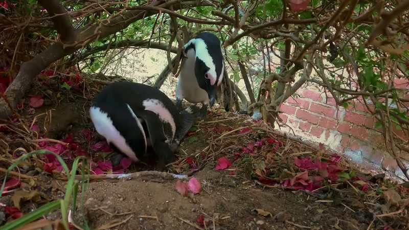 A finished nest already?