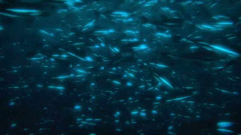 A flash of this bioluminescence can be used to confuse predators