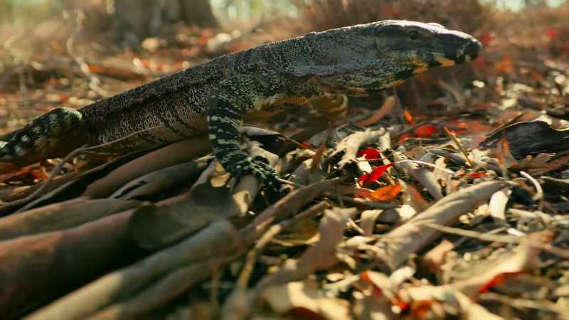 A forked tongue tastes for prey wherever it hides