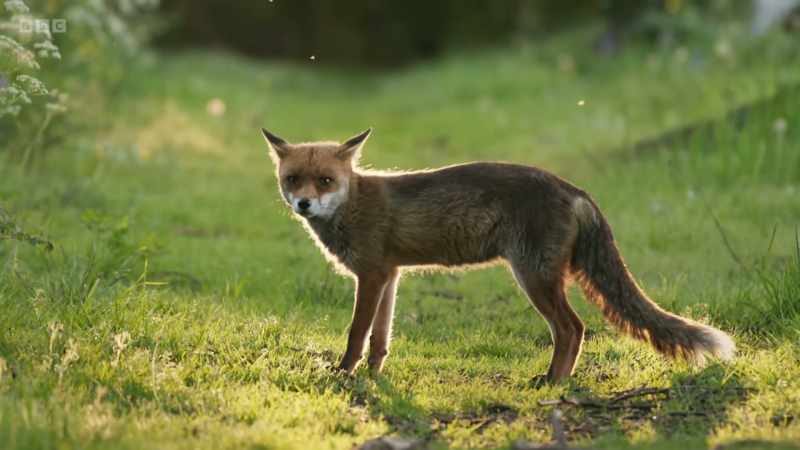 A fox would make an easy meal of a fawn