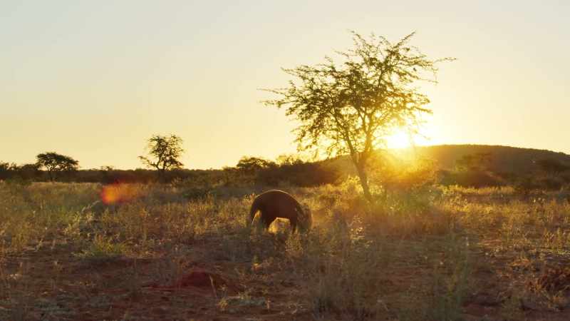 A full-grown aardvark needs to eat about 50,000 termites every day
