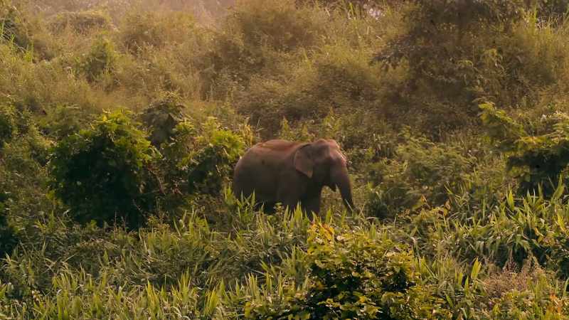 A fully grown Asian elephant