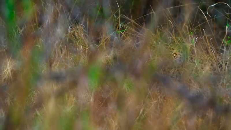 A fully grown male leopard