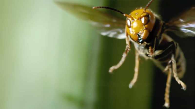 A giant Asian hornet