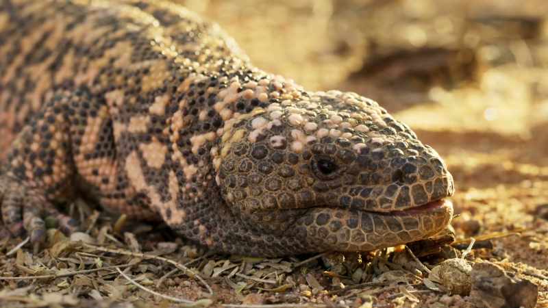 A Gila monster