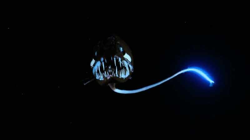 A glowing lure entices victims into this dragonfish's terrifying teeth