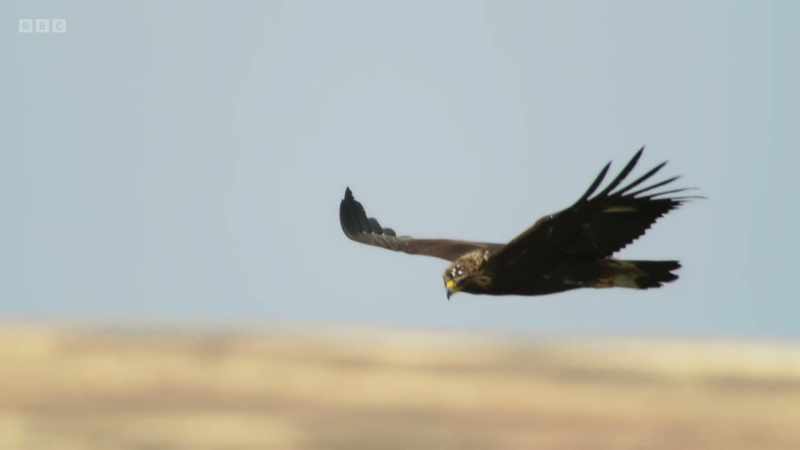 A golden eagle can spot one from two miles away