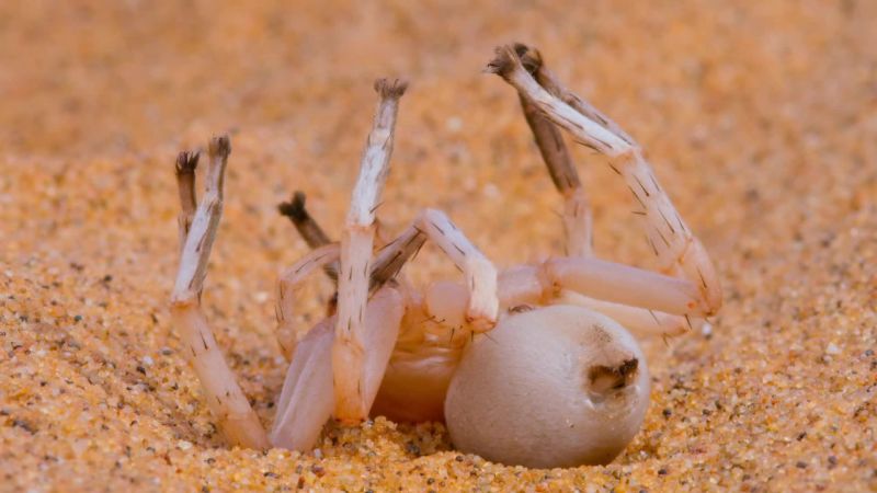 A golden wheel spider