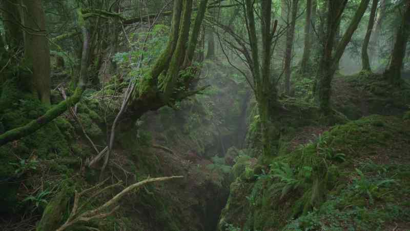 A good territory must have a place in which to shelter