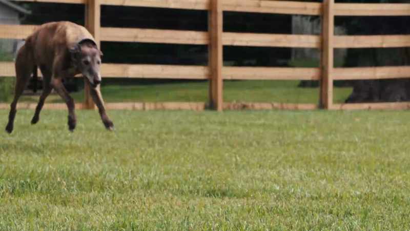 A greyhound runs up to 45 miles an hour