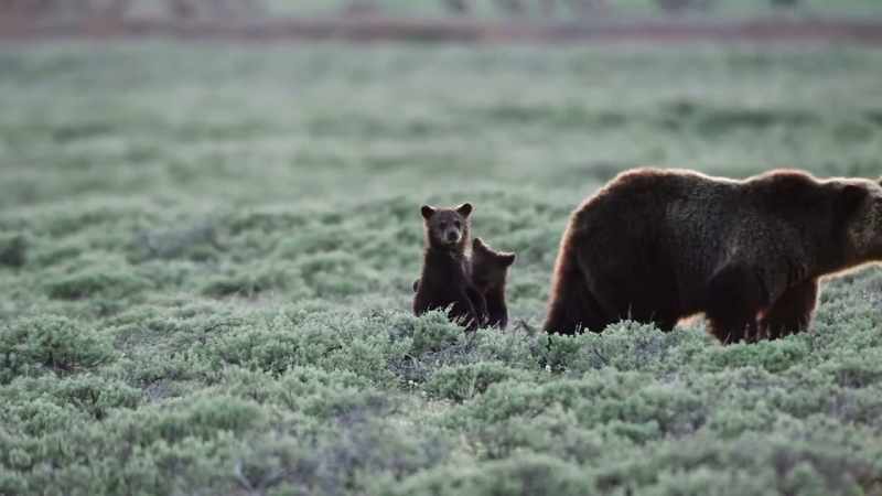 A grizzly mom raising cubs has to always be on guard