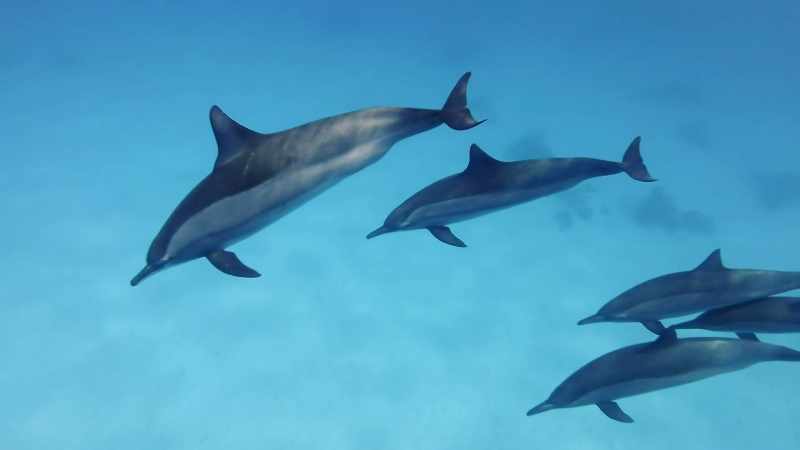 A group of dolphins is called a pod