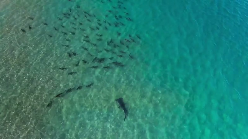 A hammerhead will come in from deeper water