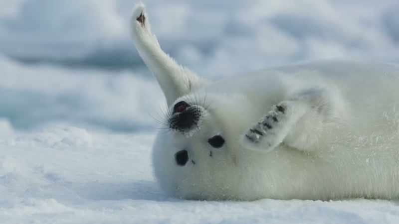 A harp seal pup