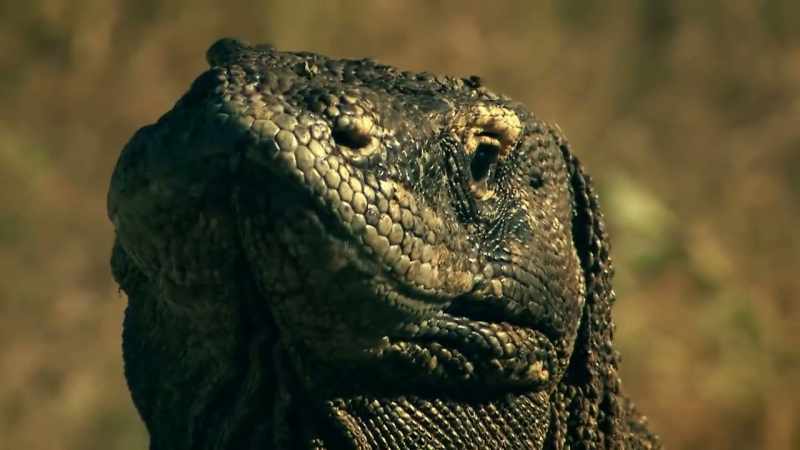 A HEAD LIKE A LIZARD AND A HUGE BODY